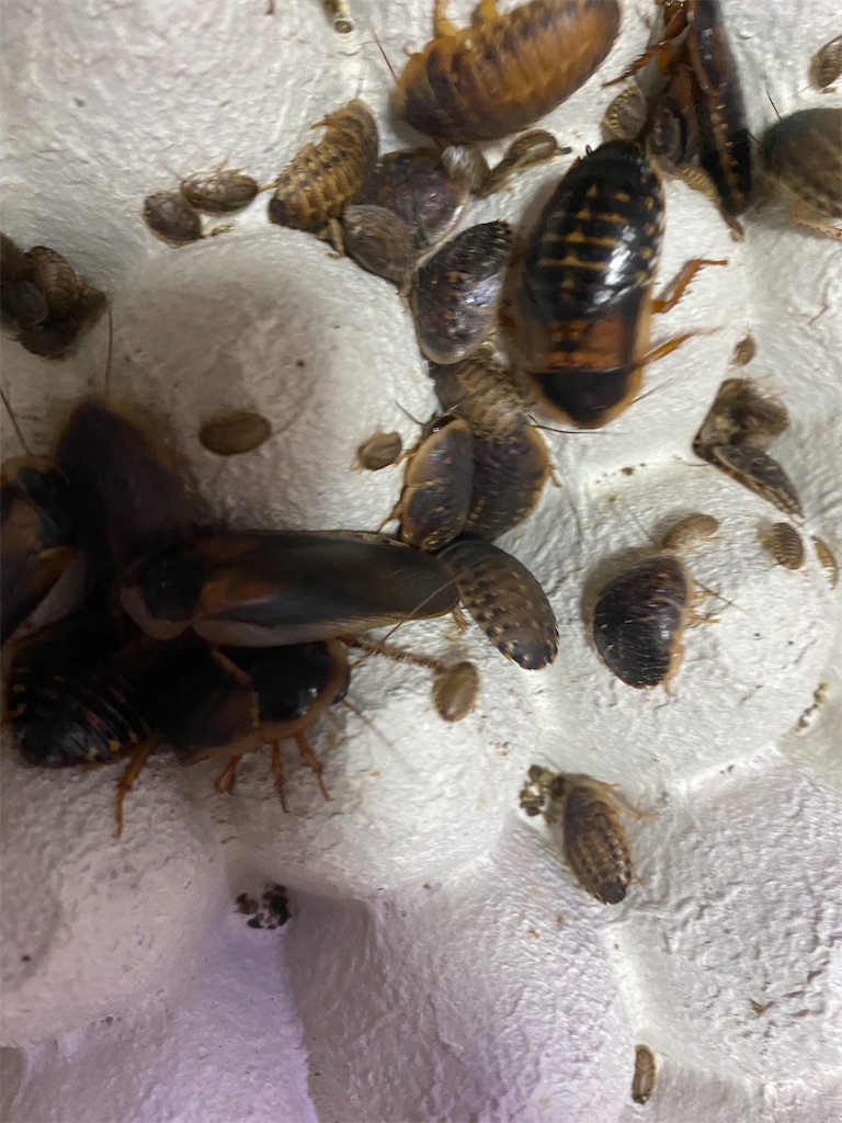 デュビア 自家繁殖 5mm～20mm ミックス 350匹 爬虫類 小動物 餌 死着 