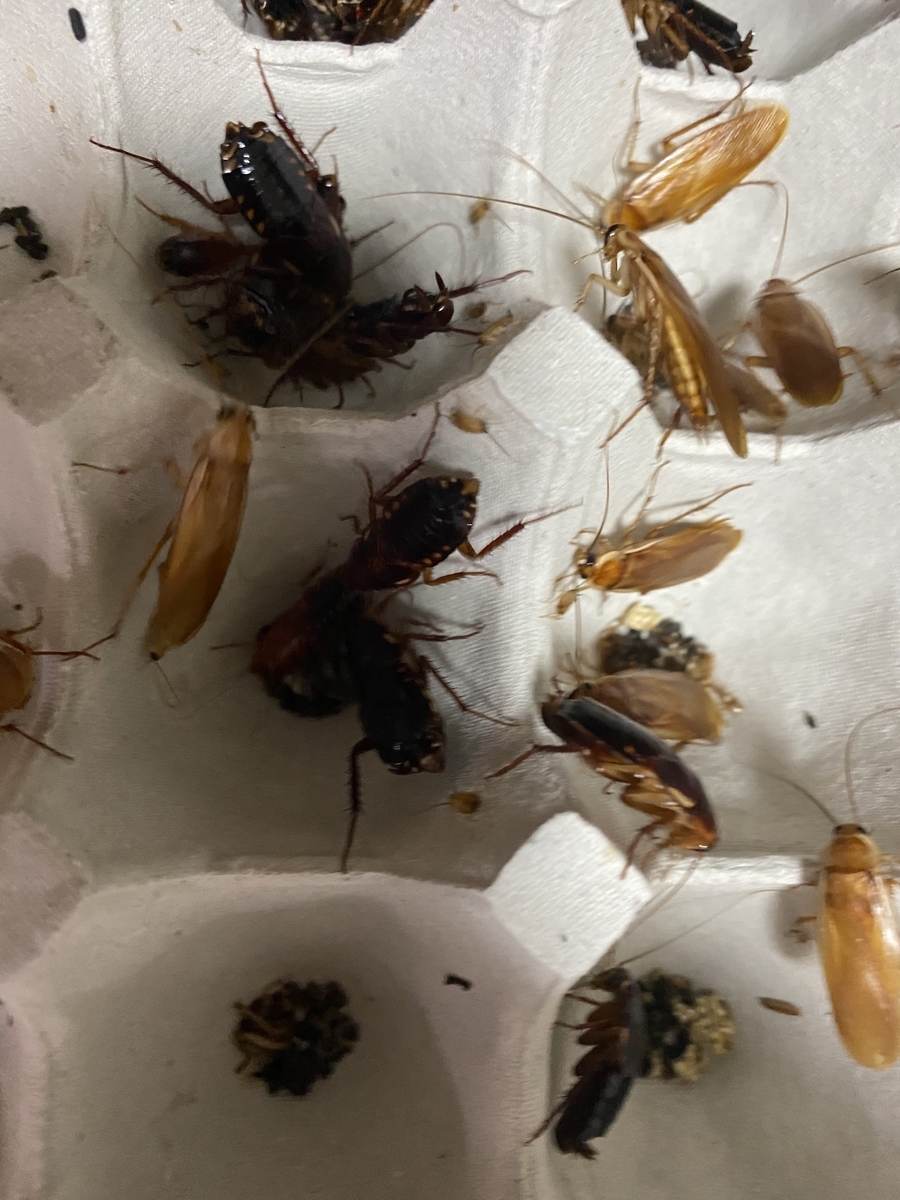 継続的に増やせる！！ レッドローチ 完全攻略 飼育方法 - 生き物屋