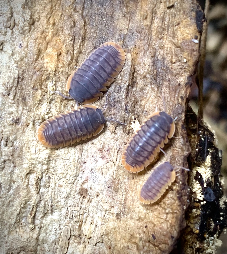 f:id:selol:20210825220116j:image f:id:selol:20210825220116j:image