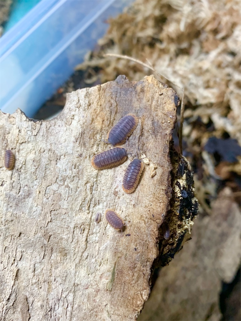 f:id:selol:20210825220549j:image f:id:selol:20210825220549j:image