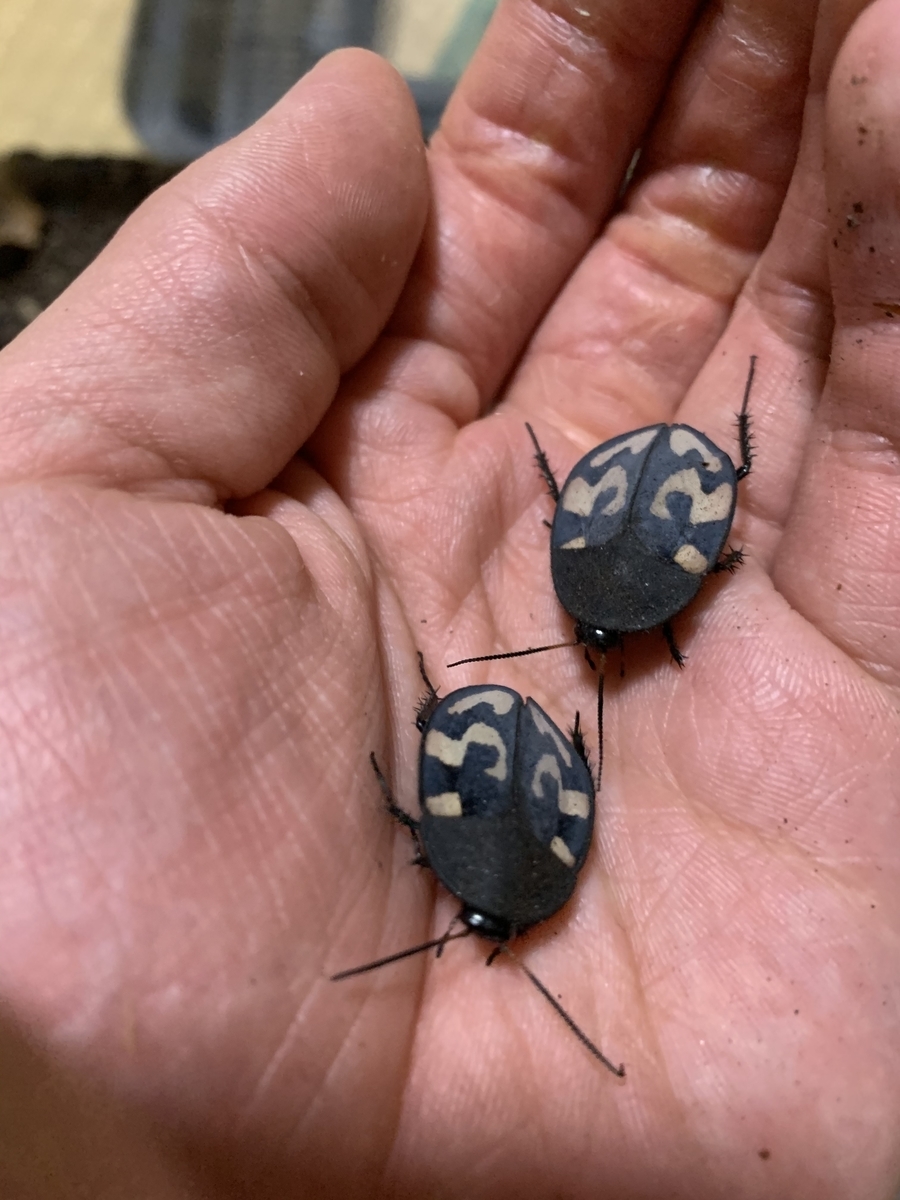 f:id:selol:20210826083507j:plain