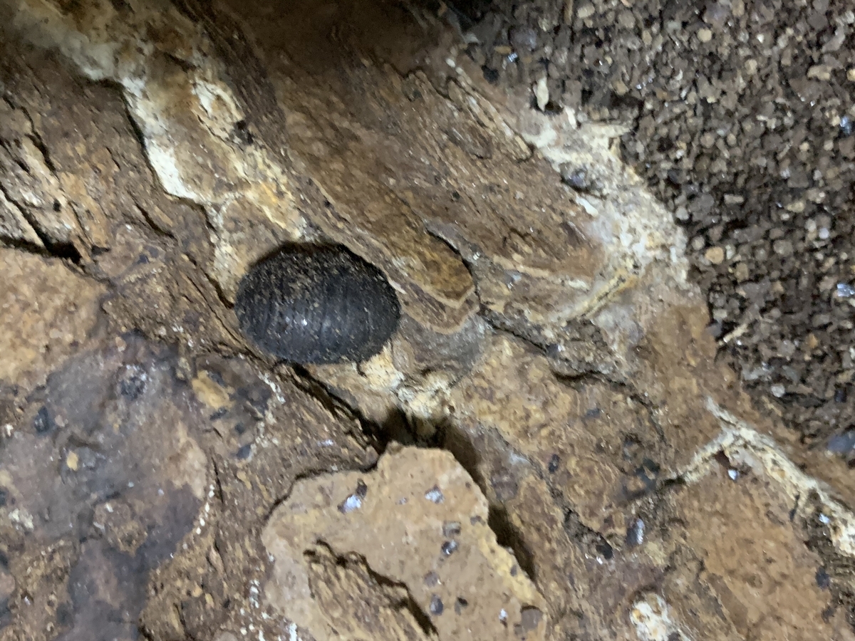 f:id:selol:20210826083545j:plain