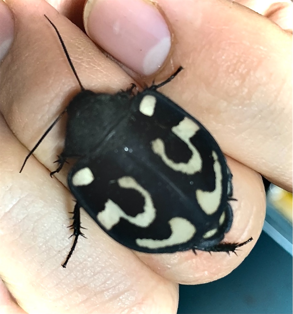 f:id:selol:20210826084541j:image f:id:selol:20210826084541j:image