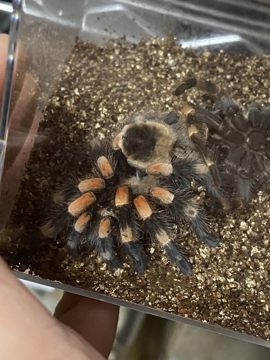 f:id:selol:20210827211624j:plain