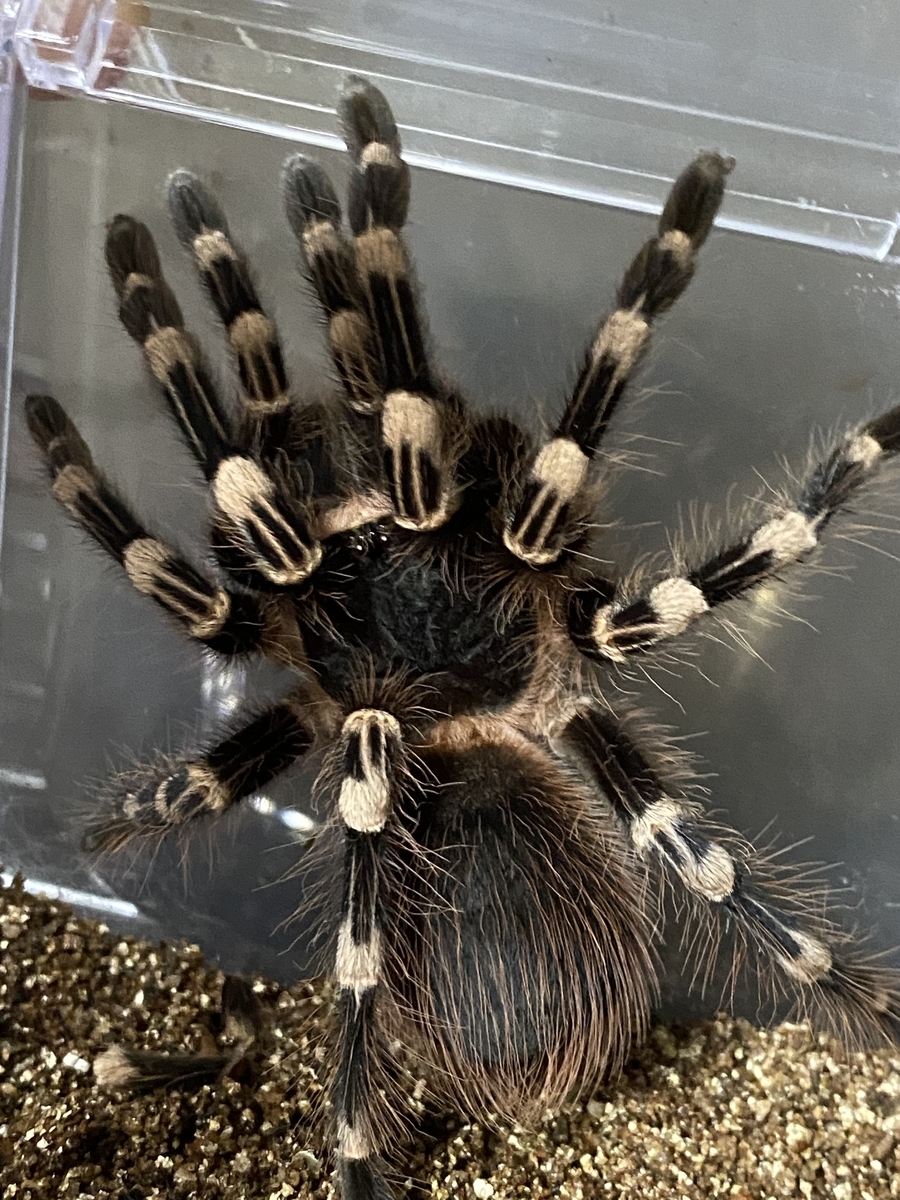 f:id:selol:20210828231107j:plain