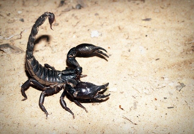 チャグロサソリ（アジアンフォレストスコーピオン） 蠍、サソリ標本、琥珀か樹脂標本 アジアンフォレストスコーピオン（チャグロサソリ