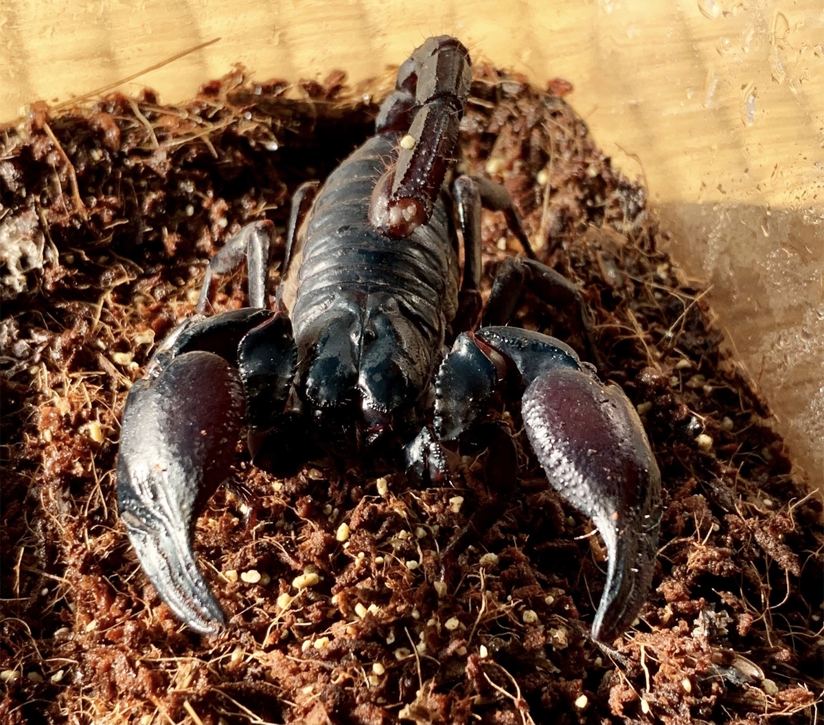 すぐに始められるサソリライフ アジアンフォレストスコーピオン 飼育方法 生き物屋 S M Gの日記