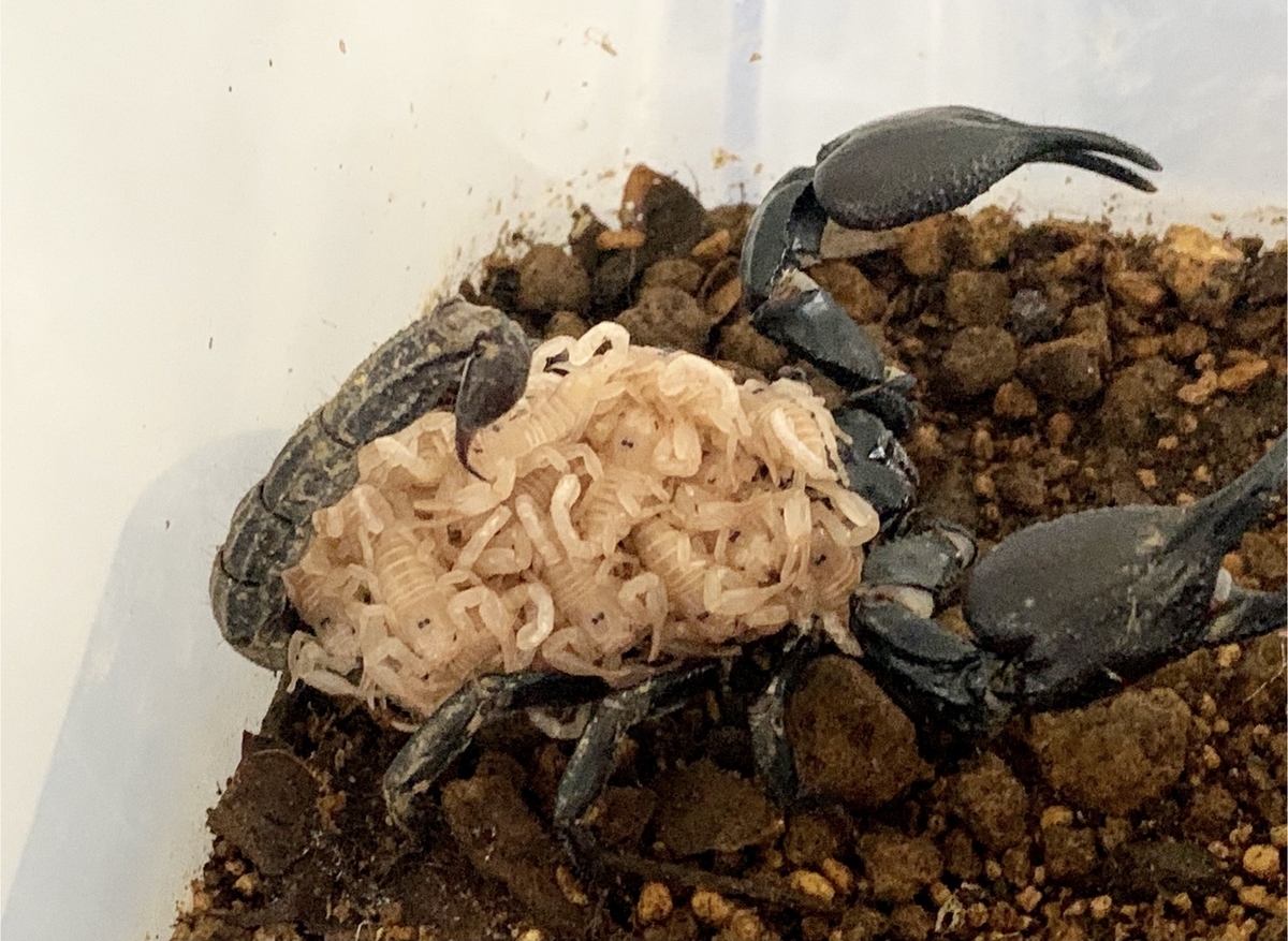 f:id:selol:20210903212343j:plain