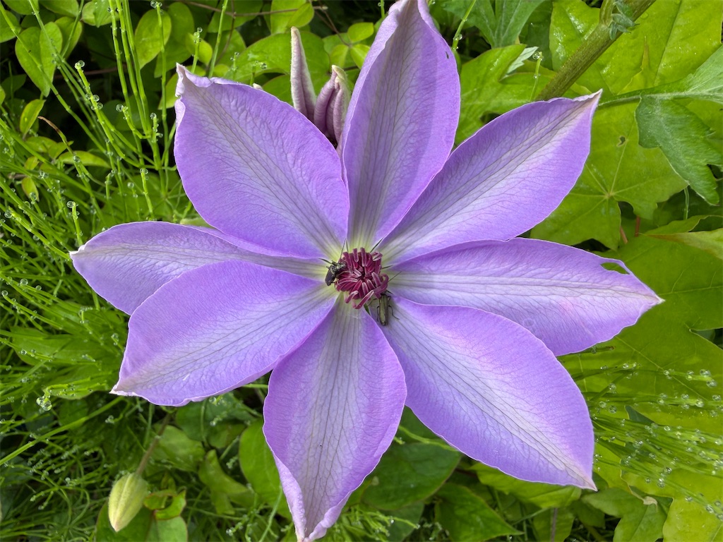 f:id:semaponmikajanoe:20260526083746j:image f:id:semaponmikajanoe:20260526083746j:image