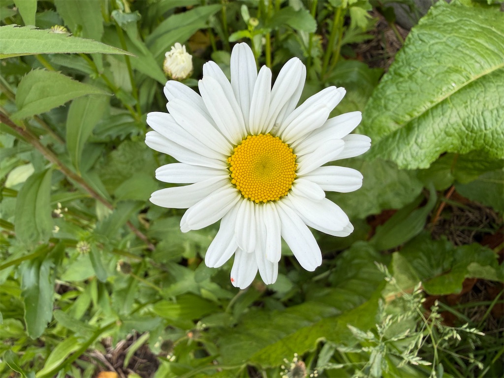 f:id:semaponmikajanoe:20260526083906j:image f:id:semaponmikajanoe:20260526083906j:image