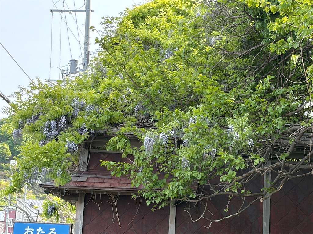 f:id:semaponmikajanoe:20260526084107j:image f:id:semaponmikajanoe:20260526084107j:image