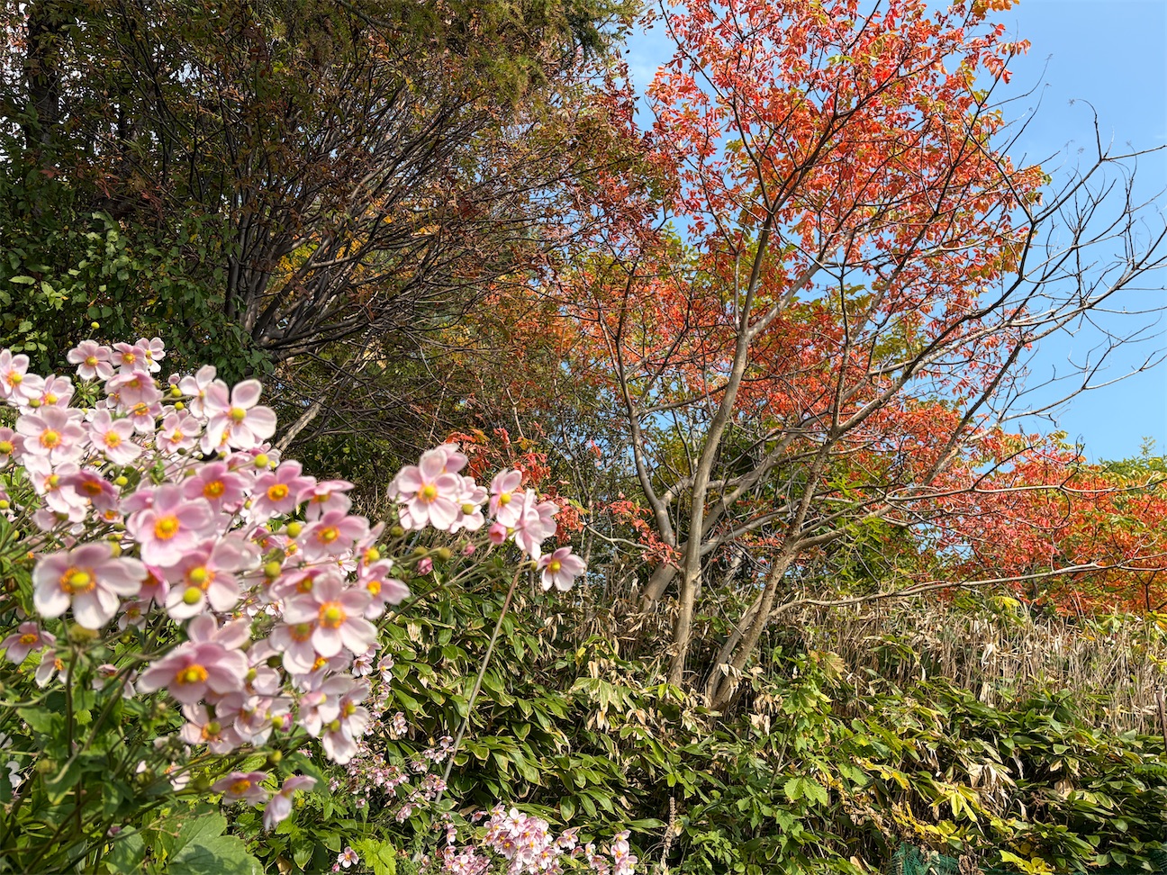 f:id:semaponmikajanoe:20261012113543j:image