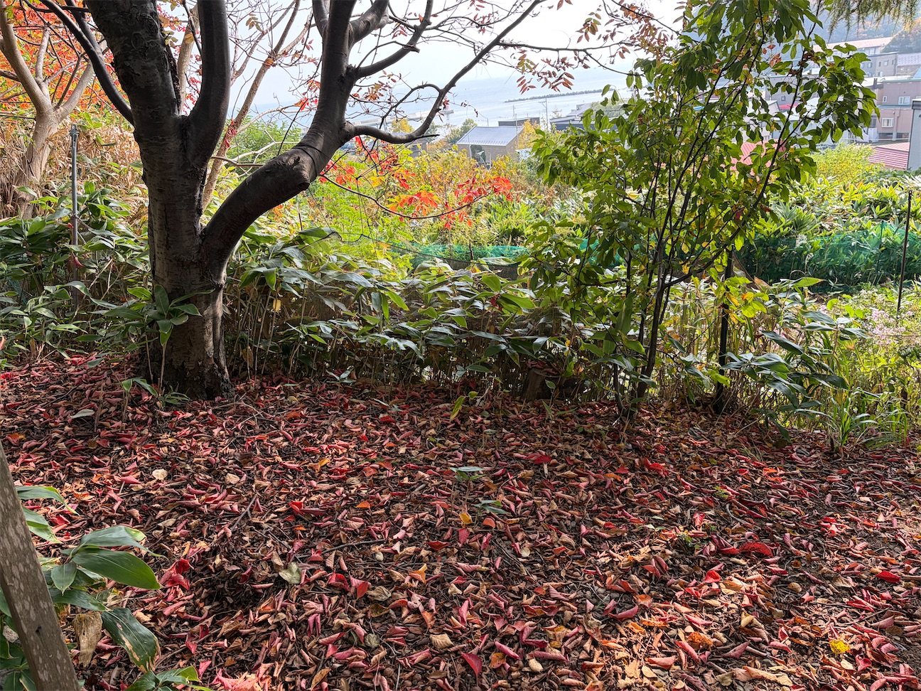 f:id:semaponmikajanoe:20261012113722j:image