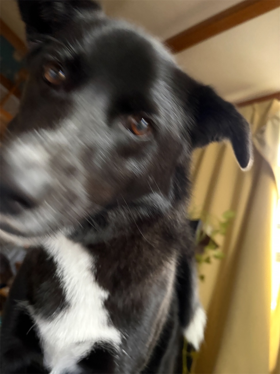 f:id:semaponmikajanoe:20261014142321j:image