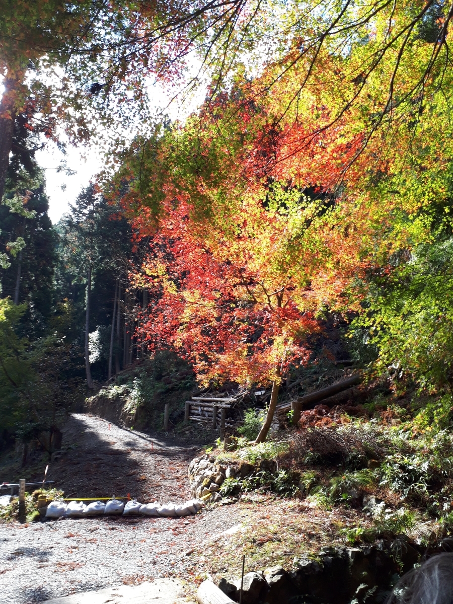 f:id:seminohazuki:20211127185522j:plain