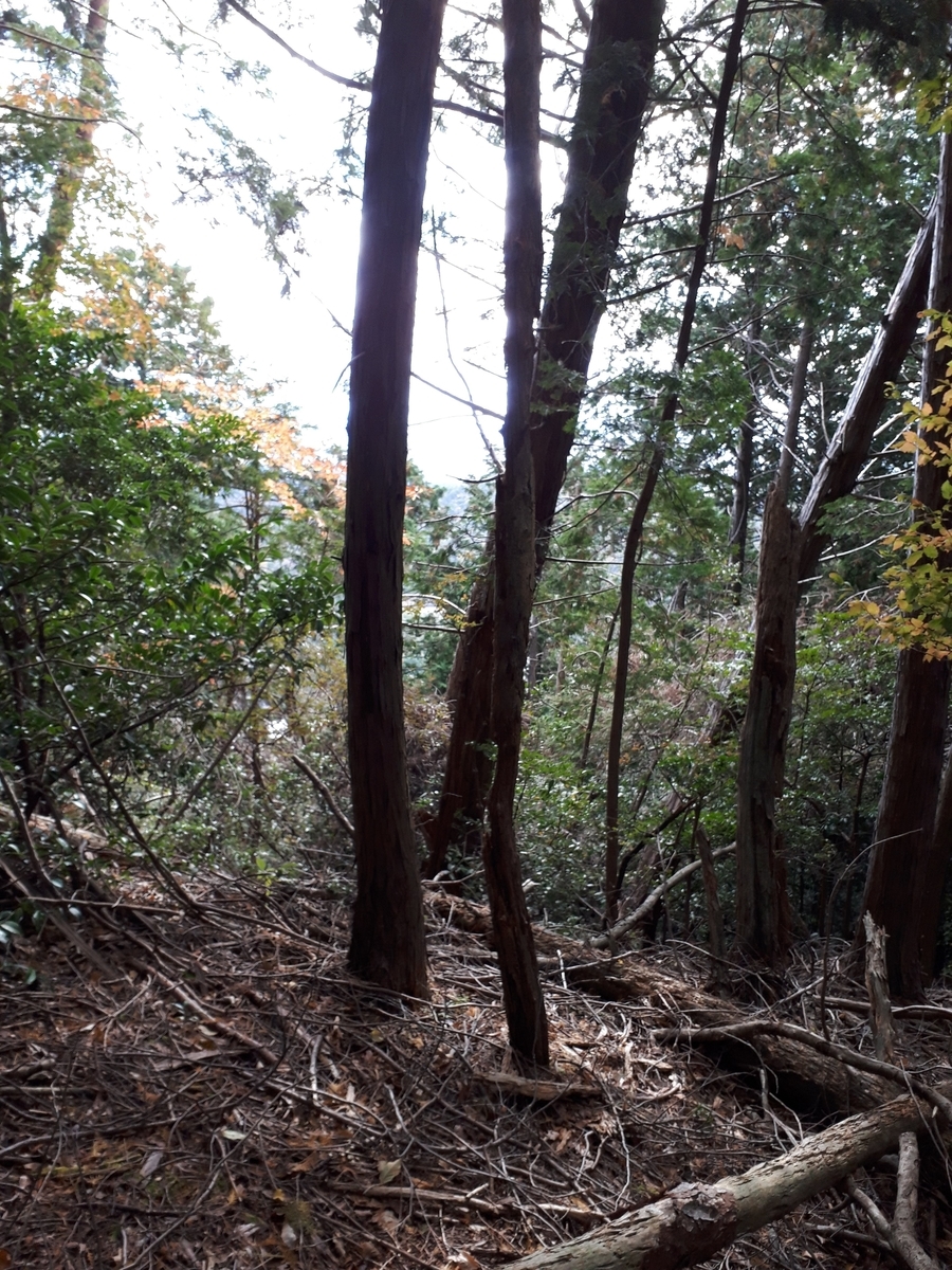 f:id:seminohazuki:20211127190027j:plain