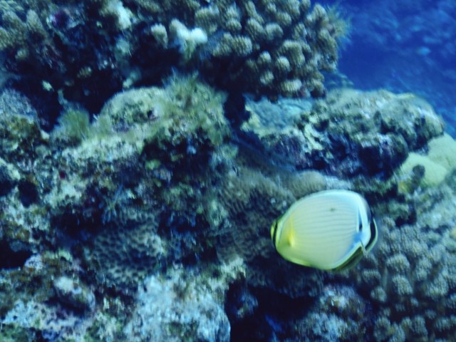 f:id:semuru:20220715155344j:image f:id:semuru:20220715155344j:image