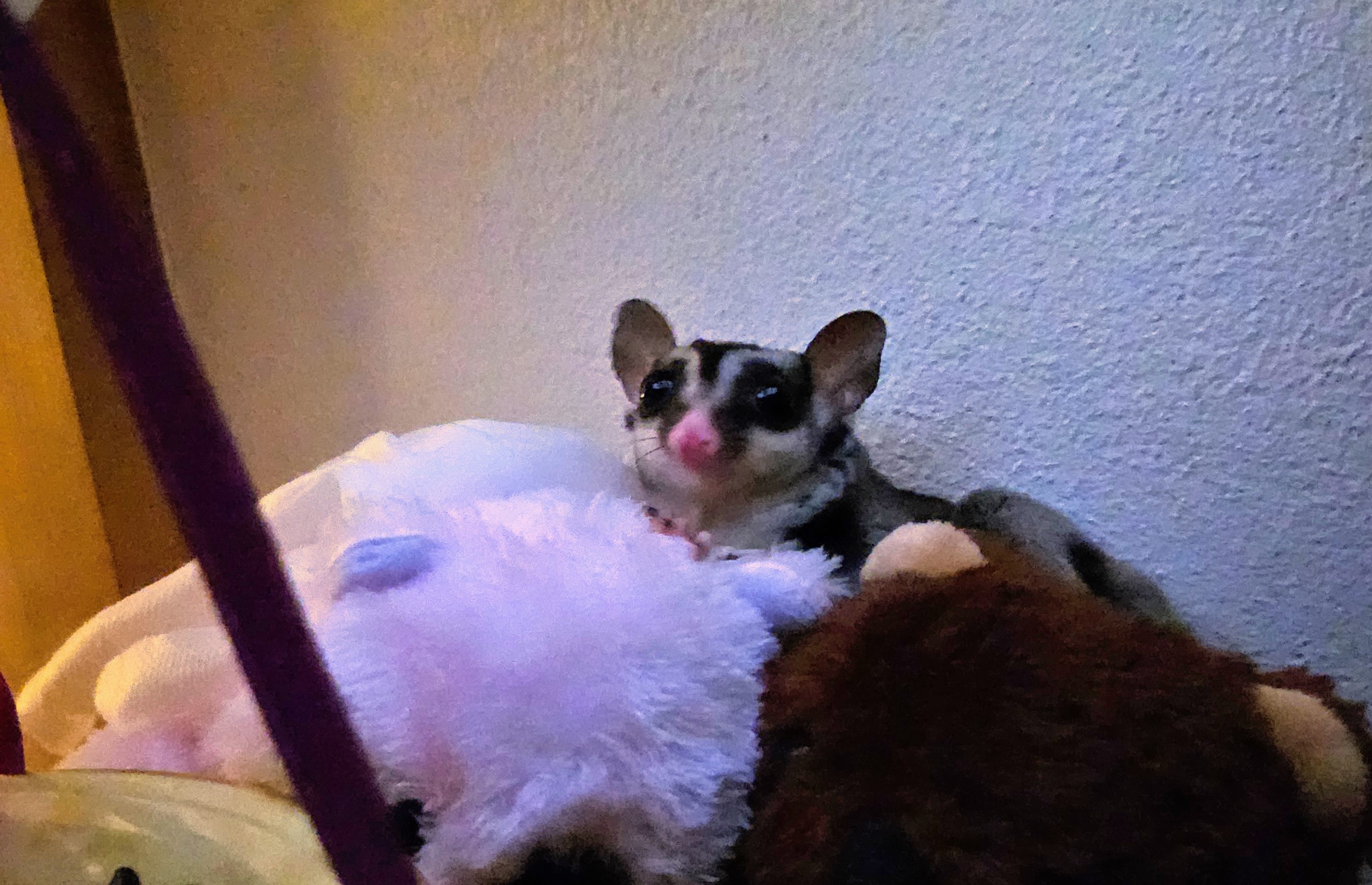 f:id:semuru:20240511100234j:image