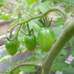 f:id:sen-u:20080620103526j:image