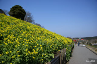 f:id:sen-u:20090317123924j:image