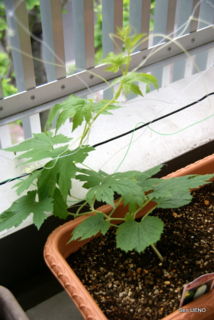 f:id:sen-u:20090516121203j:image