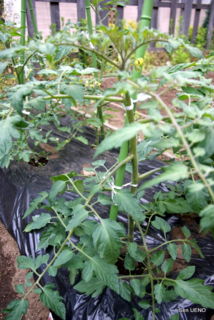 f:id:sen-u:20090516121204j:image