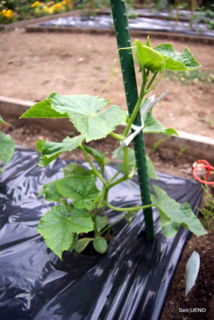 f:id:sen-u:20090516121205j:image