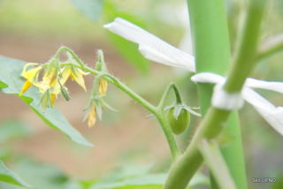 f:id:sen-u:20090516121206j:image