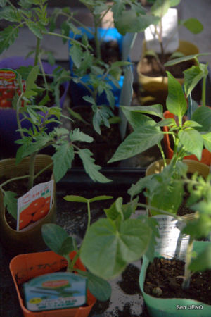 f:id:sen-u:20100406155358j:image