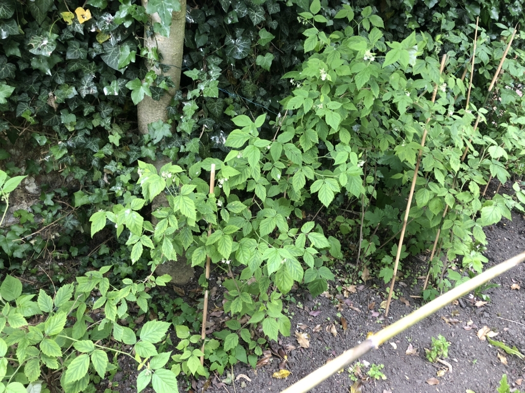 f:id:senaandchao:20180706202518j:plain