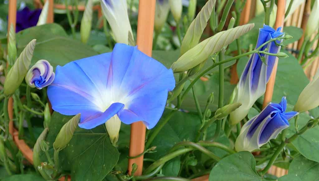 f:id:senanohosi:20170713084011j:plain f:id:senanohosi:20170713084011j:plain