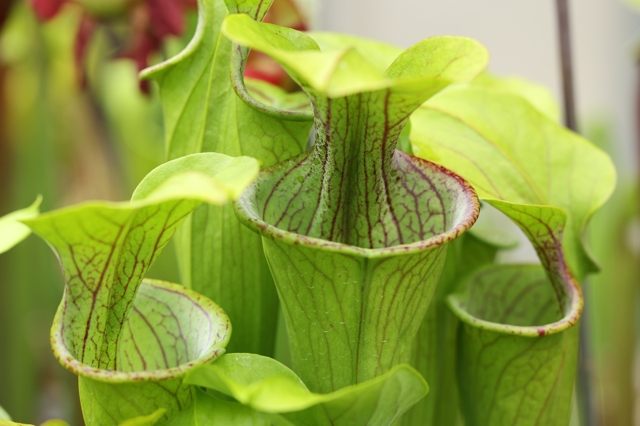 Sarracenia oreophila giant copper top form, NE Georgia - 滋賀で
