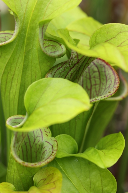 Sarracenia oreophila giant copper top form, NE Georgia - 滋賀で