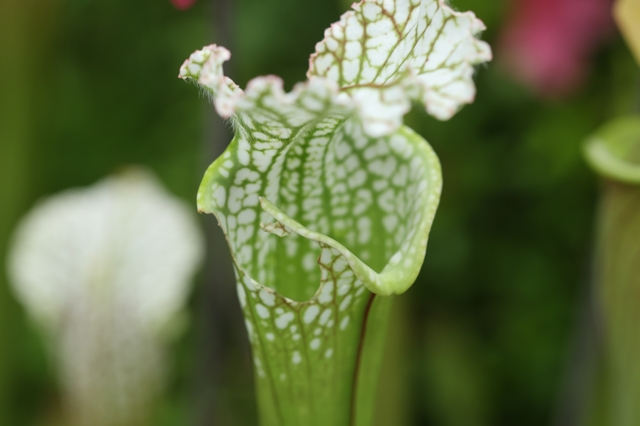 Sarracenia oreophila giant copper top form, NE Georgia - 滋賀で