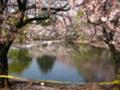 [2008,桜]朝霞駐屯地の桜