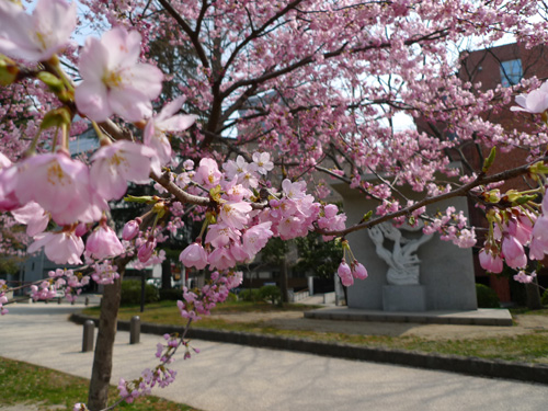 錦町公園の桜