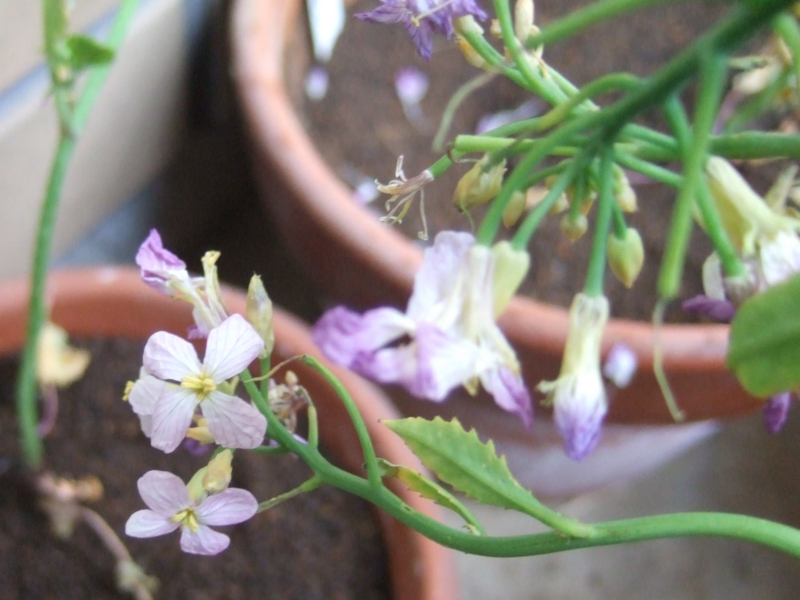 f:id:senecio7:20130422141009j:image