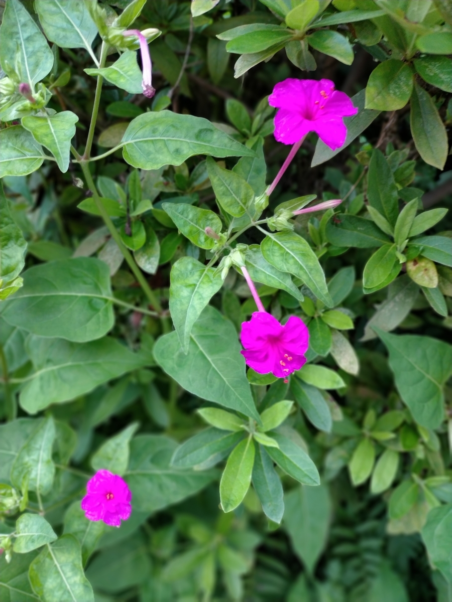 f:id:seniorplus:20200917142840j:plain