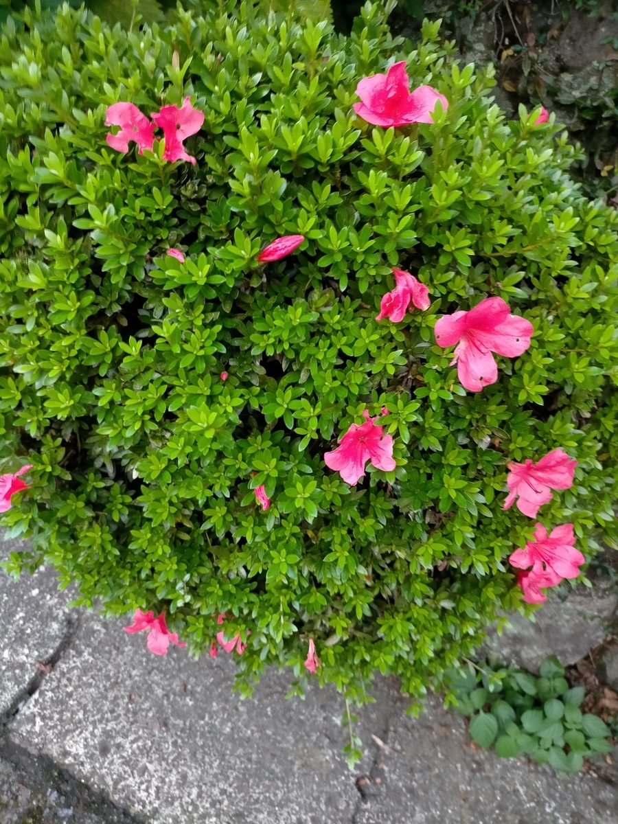 f:id:seniorplus:20200917142923j:plain
