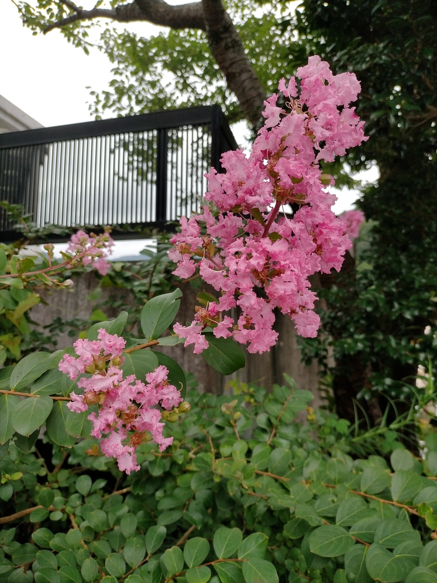 f:id:seniorplus:20200917142946j:plain