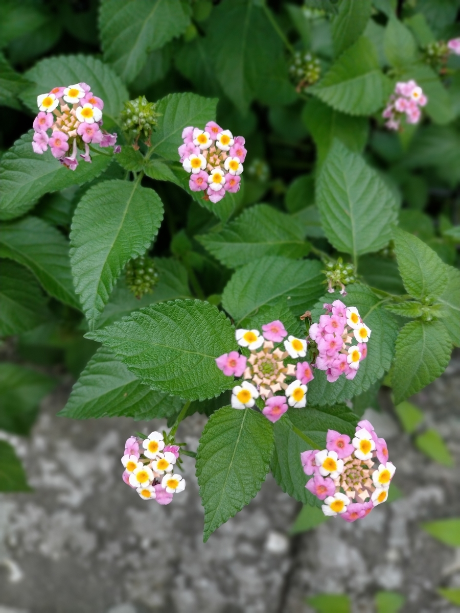 f:id:seniorplus:20200917143100j:plain