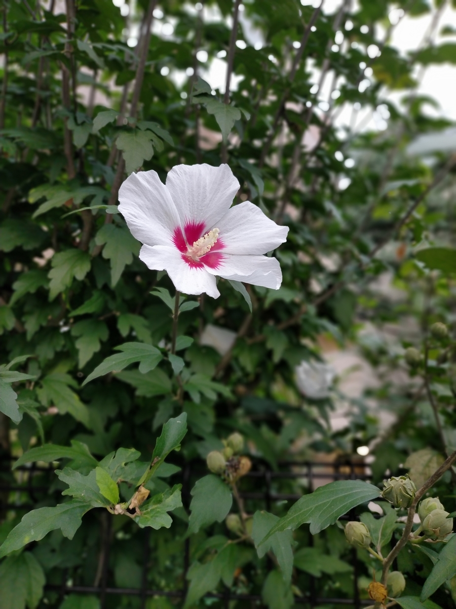 f:id:seniorplus:20200917143129j:plain