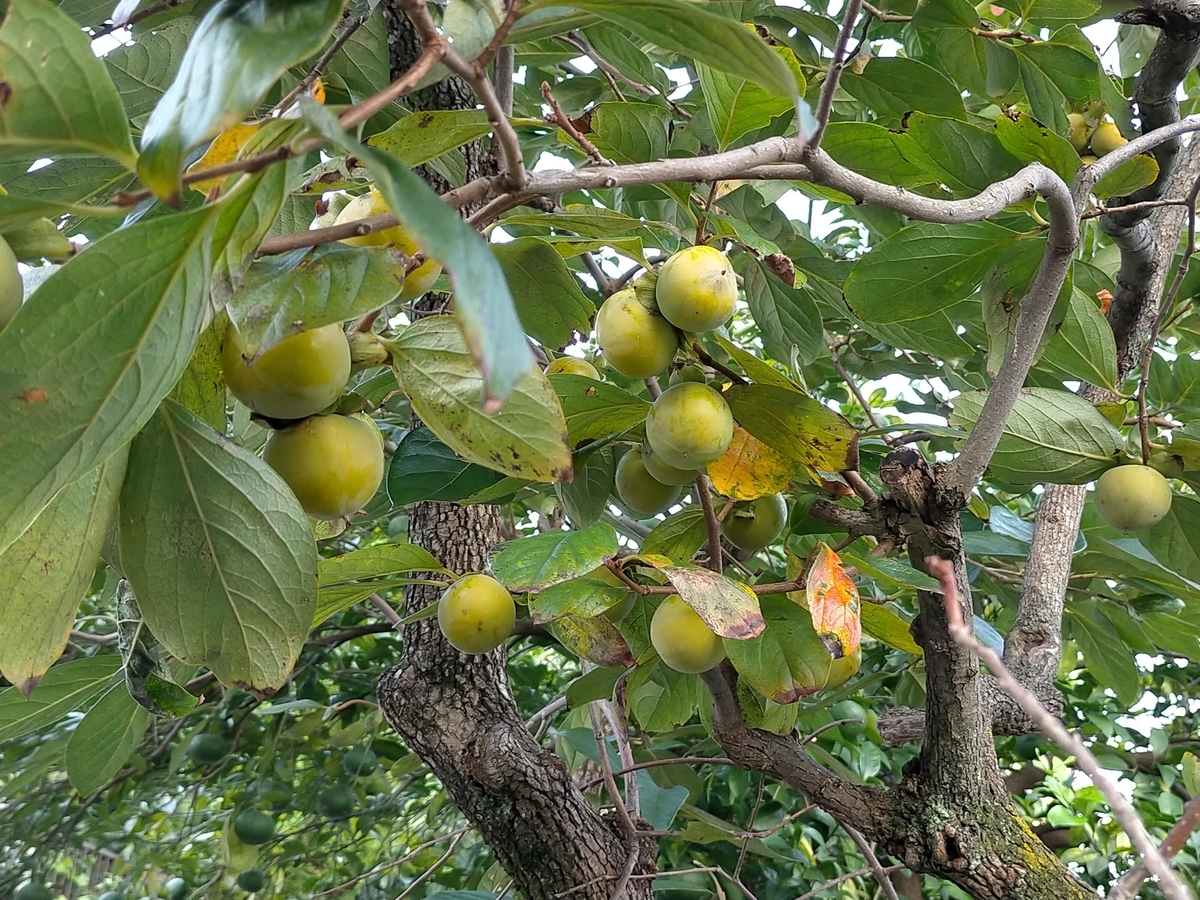 f:id:seniorplus:20200923202410j:plain