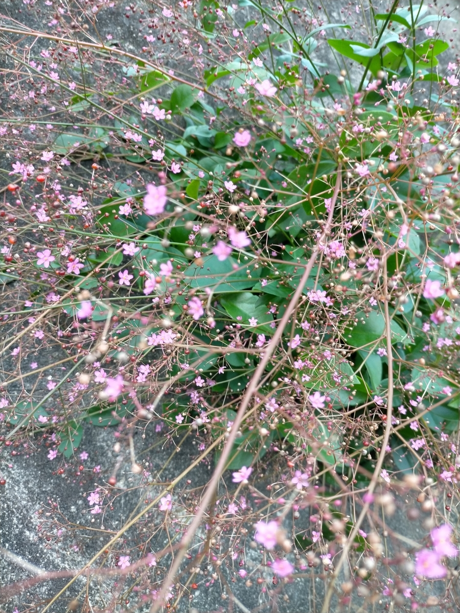 f:id:seniorplus:20200923202438j:plain