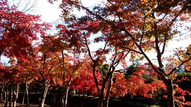 f:id:seniri:20191126223304j:image f:id:seniri:20191126223304j:image