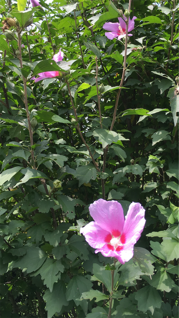 f:id:senjingaran5:20190512051709p:image f:id:senjingaran5:20190512051709p:image