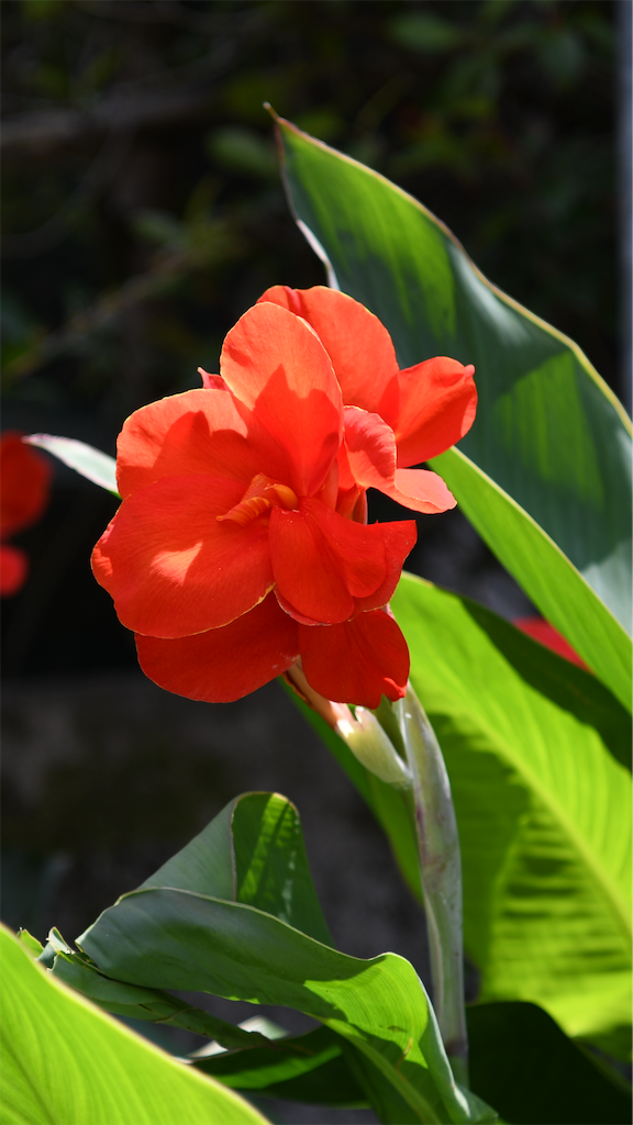 f:id:senjingaran5:20190715032924p:image f:id:senjingaran5:20190715032924p:image