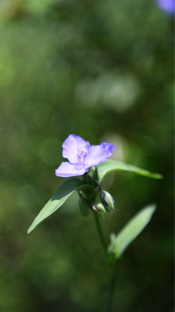 f:id:senjingaran5:20190715033442p:image f:id:senjingaran5:20190715033442p:image