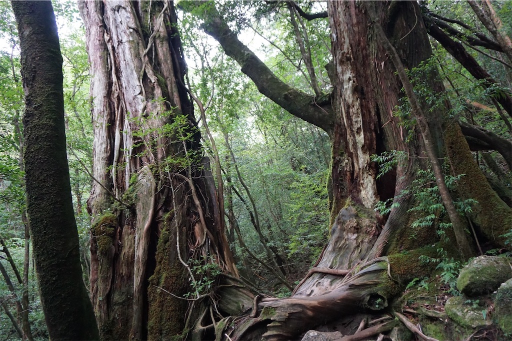 f:id:senkoiuhana:20201018120634j:image f:id:senkoiuhana:20201018120634j:image