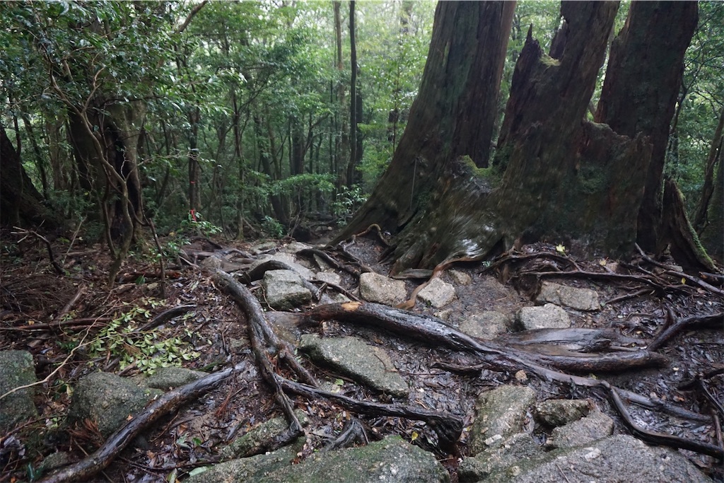 f:id:senkoiuhana:20201018120916j:image f:id:senkoiuhana:20201018120916j:image